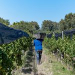 Tout savoir sur le chenillard vigneron et son rôle dans la viticulture moderne
