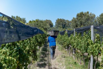 Tout savoir sur le chenillard vigneron et son rôle dans la viticulture moderne